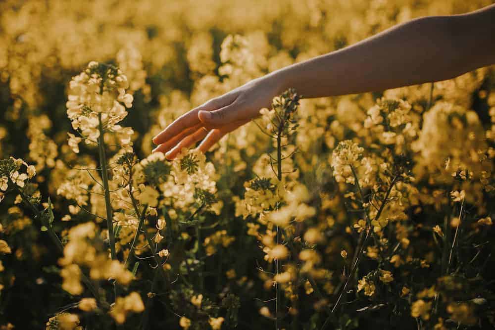 A person's hand gently reaching out to touch yellow wildflowers in a vast field during the golden hour.