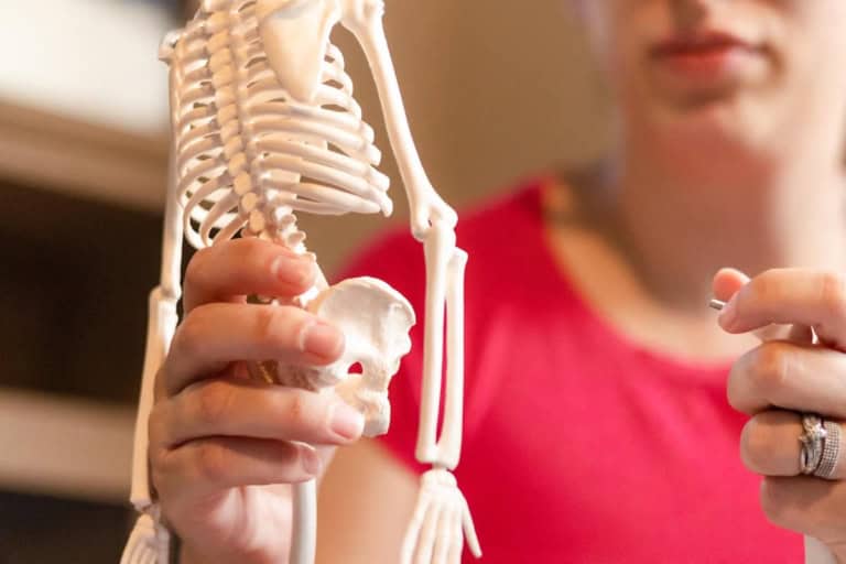 A close-up of a person holding a small anatomical human skeleton model, focusing on the ribcage and pelvis
