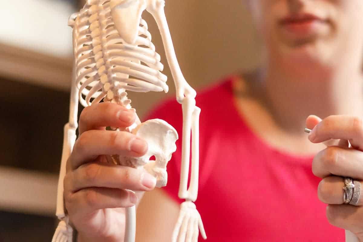 A close-up of a person holding a small anatomical human skeleton model, focusing on the ribcage and pelvis